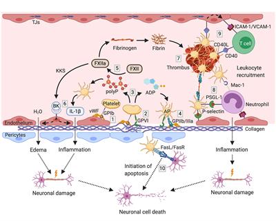 Platelets as Mediators of Neuroinflammation and Thrombosis